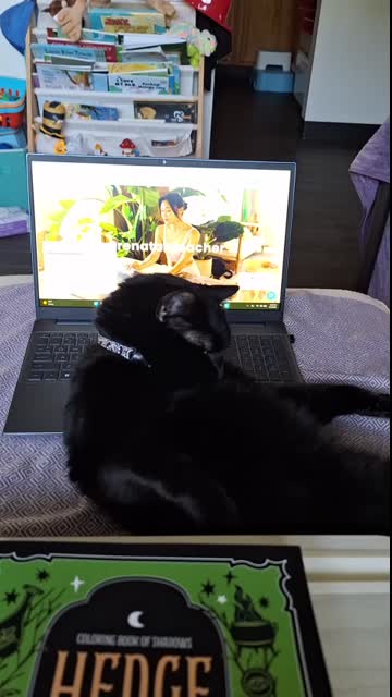 Cats Be Catting
