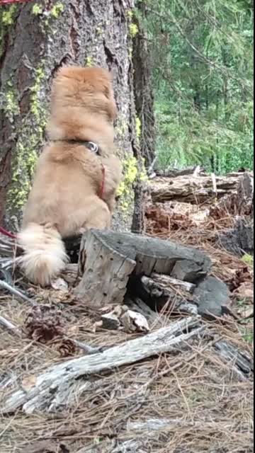 Pomeranian in the Forest
