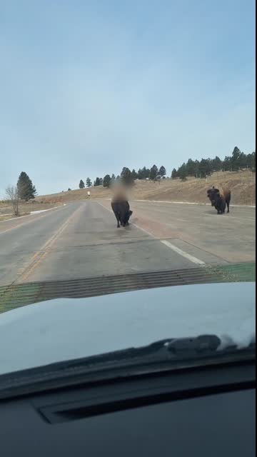 Kurwa! The Buffalo Are Back