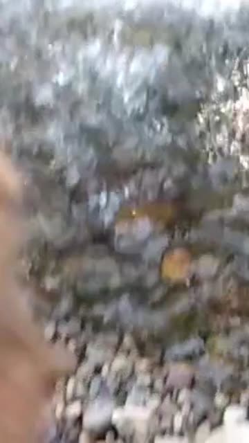 Pomeranian Creek Walk