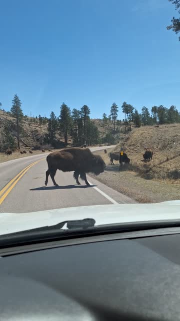 Ja pierdolę.....Buffalo!