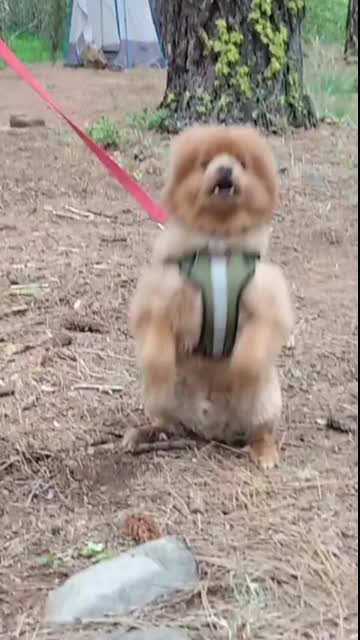 Pom Slav Squatting While Whining