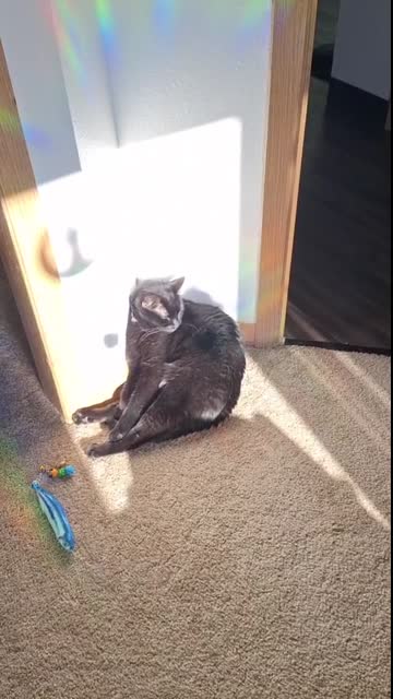 Charlie Just Chillin