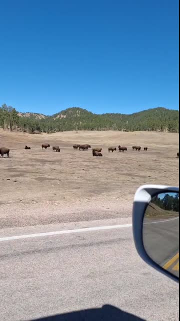 Son of a Cyka! The Buffalo!